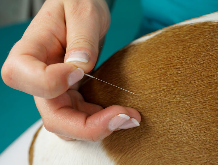 Acupuncture for Pets in Erie